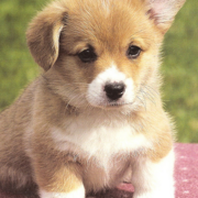 Corgi Puppies Pictures (26 Available)