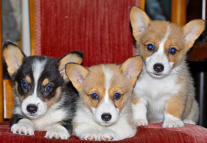 Three Corgi dogs photos with blue eyes.PNG
