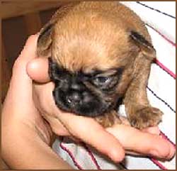 very young Brussel Griffon pup
