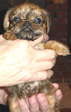 Brussel Griffon pup_ very young
