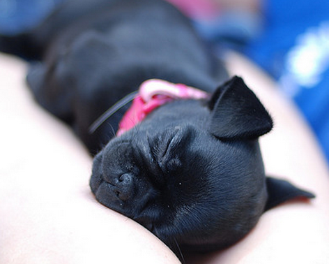 Black newborn chug puppy picture.PNG
