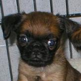 Brussel Griffon puppy picture

