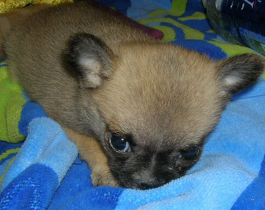 Small dog picture of chug puppy in tan with black spots.PNG
