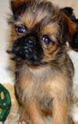 Brussel Griffon puppy with a naive face
