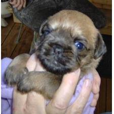 Brussel Griffon very young pup
