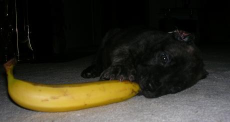 banana
