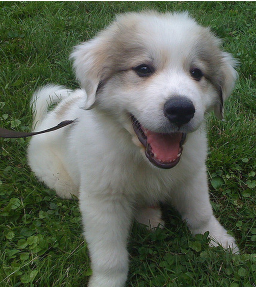 Beautiful puppy picture of a young Pyrenees  dog.PNG

