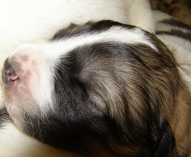 Newborn Pyrenees dog photos.PNG
