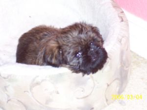 Brussel Griffon young pup
