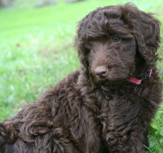 Chocolate dogs picture of a cute thick wavy curly hair goldendoodle puppy.JPG
