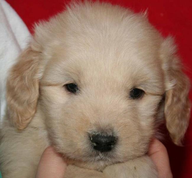 Close up puppy picture of a young golden doodle pup in light tan.JPG

