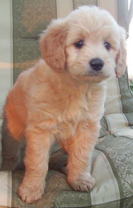 Cute puppy photos of light tan goldendoodle dog picture.JPG
