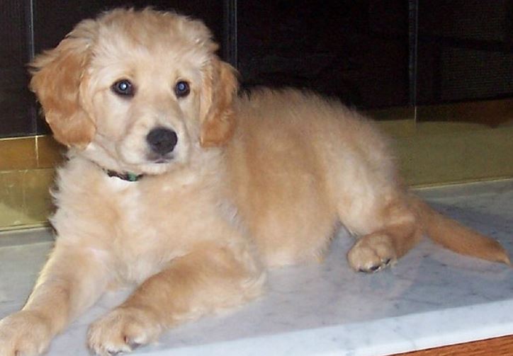 Goldendoodle puppy picture light tan and some white.JPG
