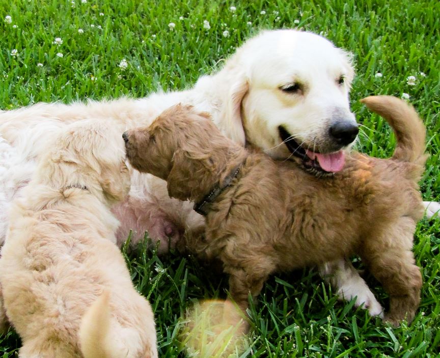 Mother dog and her puppies relaxing on the grass.JPG
