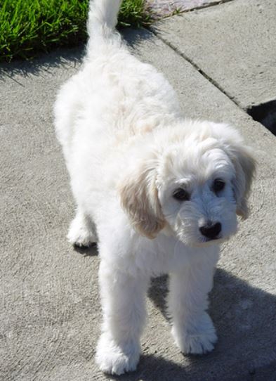 White Goldendoodle puppy image.JPG
