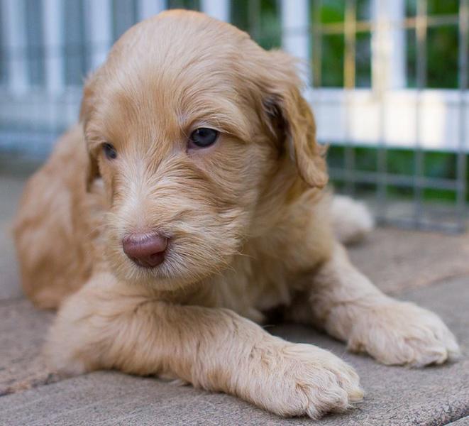 Young puppy picture of Golden Doodle dog photo in tan.JPG
