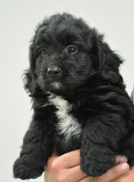 Black and white goldendoodle puppy images.JPG
