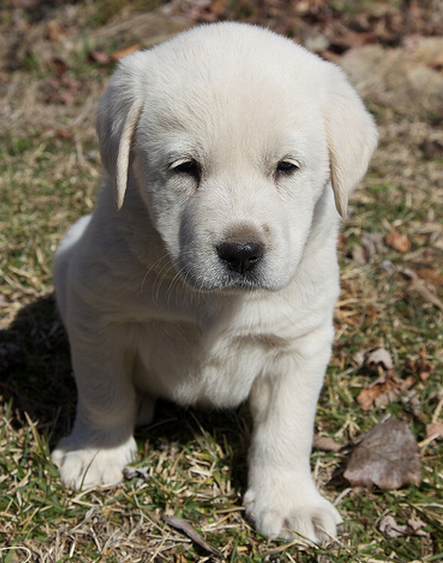 Cute white puppy images.PNG
