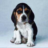 beagle puppy with long ears.jpg
