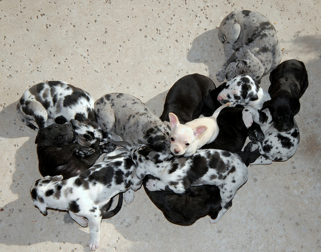 Group of harlequin great dane puppies.PNG
