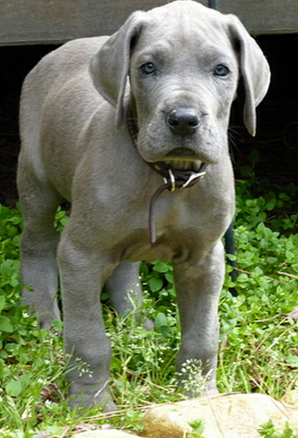 Blue great dane puppy pictures.PNG
