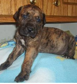 Brindle great dane puppy picture.PNG
