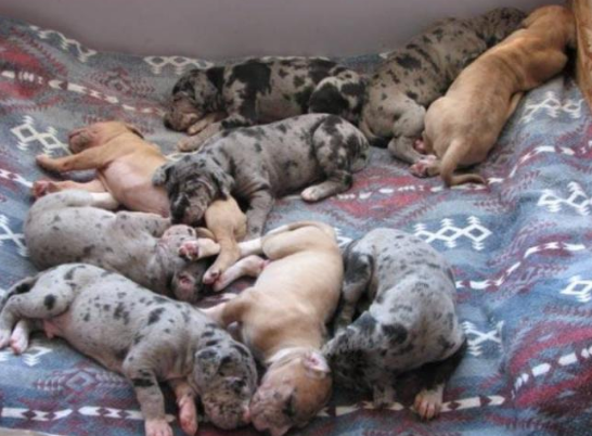 Newbown Brindle great puppies sleeping in group_Brindle great breed
