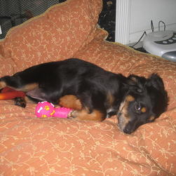 Penny relaxing on her orange bed with her pink toy
