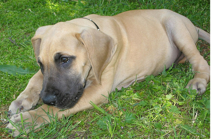 Fawn great dane puppies photo.PNG
