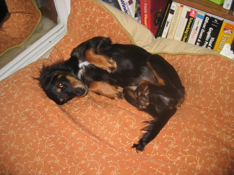 Penny playing cute on her bed
