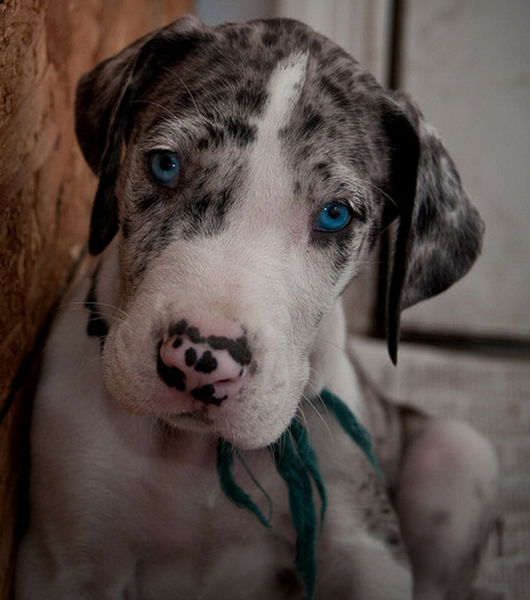 Beautiful puppy picture of a super cute great dane breed.PNG
