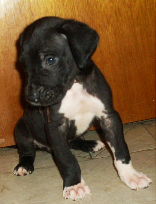 Black great dane puppy dog with white spots.PNG

