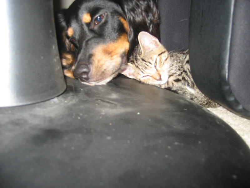 Once again, our dog and kitten sleeping together
