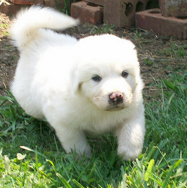 Running Pyrenees  puppin in snow white.PNG
