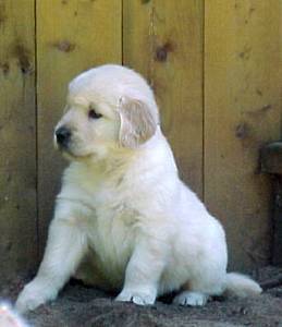 Golden Retriever pup_white
