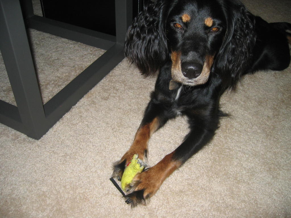Penny playing with her yellow toy
