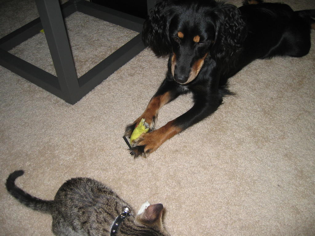 Penny playing next to kitten Toby
