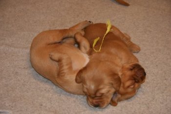 Golden Retriever puppies_sleeping
