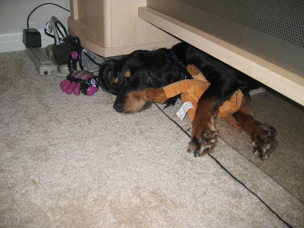 Penny sleeping under the office desk, holding her toy
