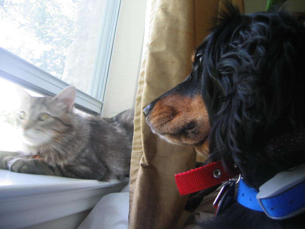 Penny looking at Puffy sitting on the window
