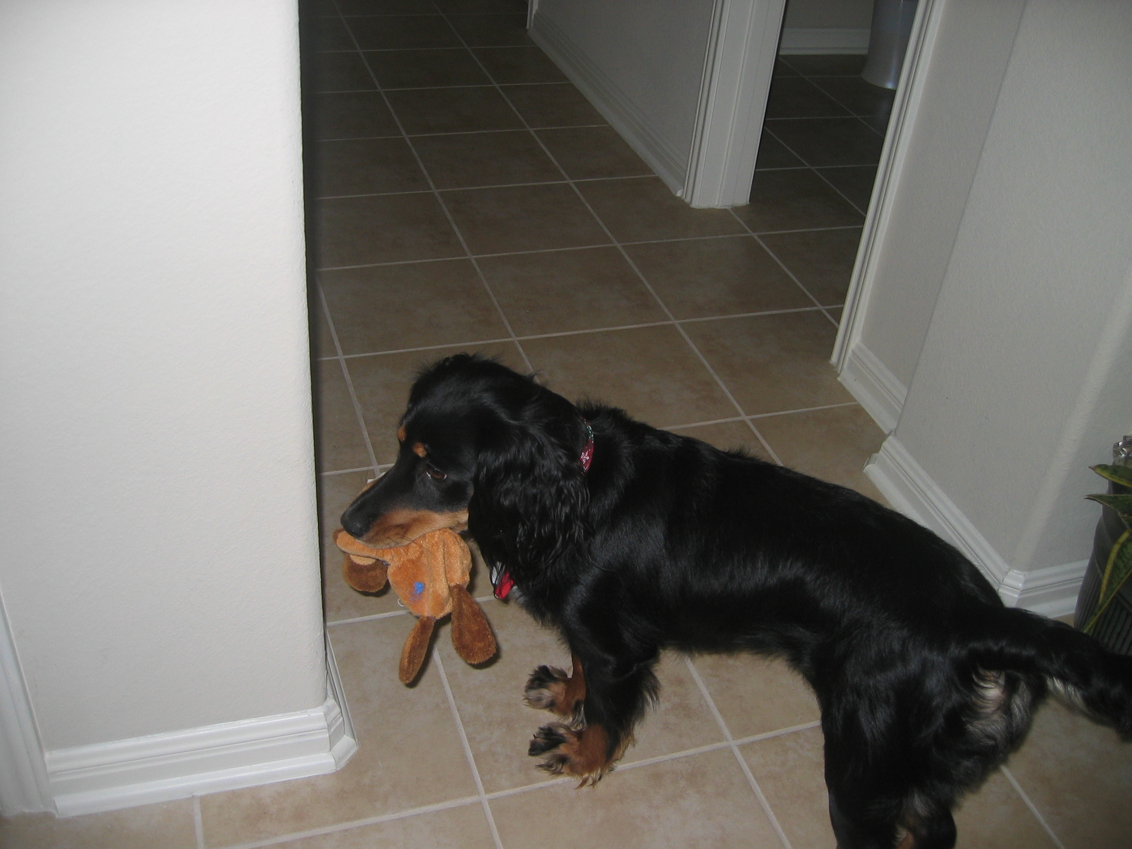 Penny holding her toy in her mouth
