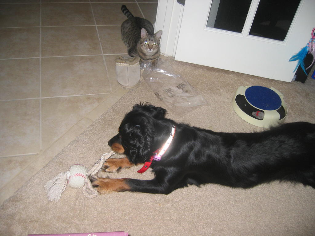 Penny playing with her toy
