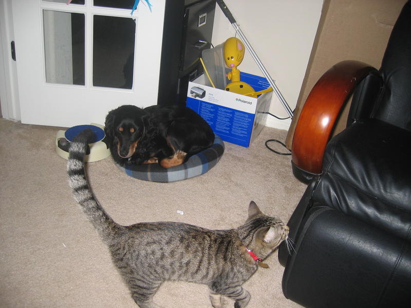 Penny sleeping in cat's bed
