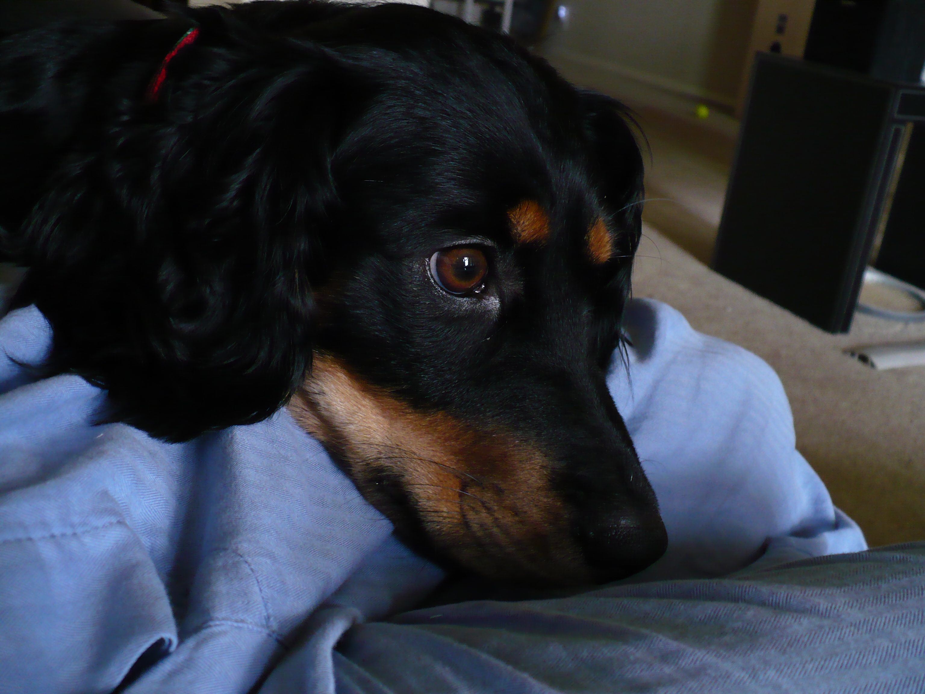 Penny looking cute with the big eyes
