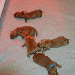Golden Retriever_puppies sleep in group
