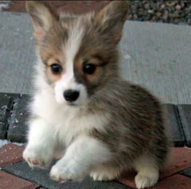 Small size dogs picture of Welsh Corgi puppy.JPG
