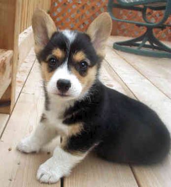 Three toned color dogs picture of Welsh Corgi pup.JPG
