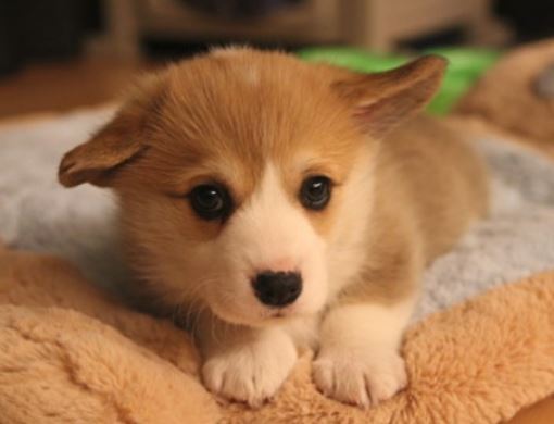 Young puppy pictures of Welsh Corgi dog.JPG
