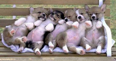 Funny and cute puppies picture of Welsh Corgi dogs.JPG
