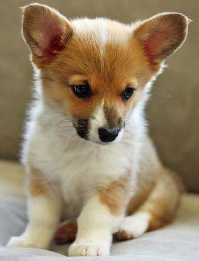 Adorable dogs pictures of Welsh Corgi puppy.JPG

